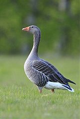 Graylag Goose